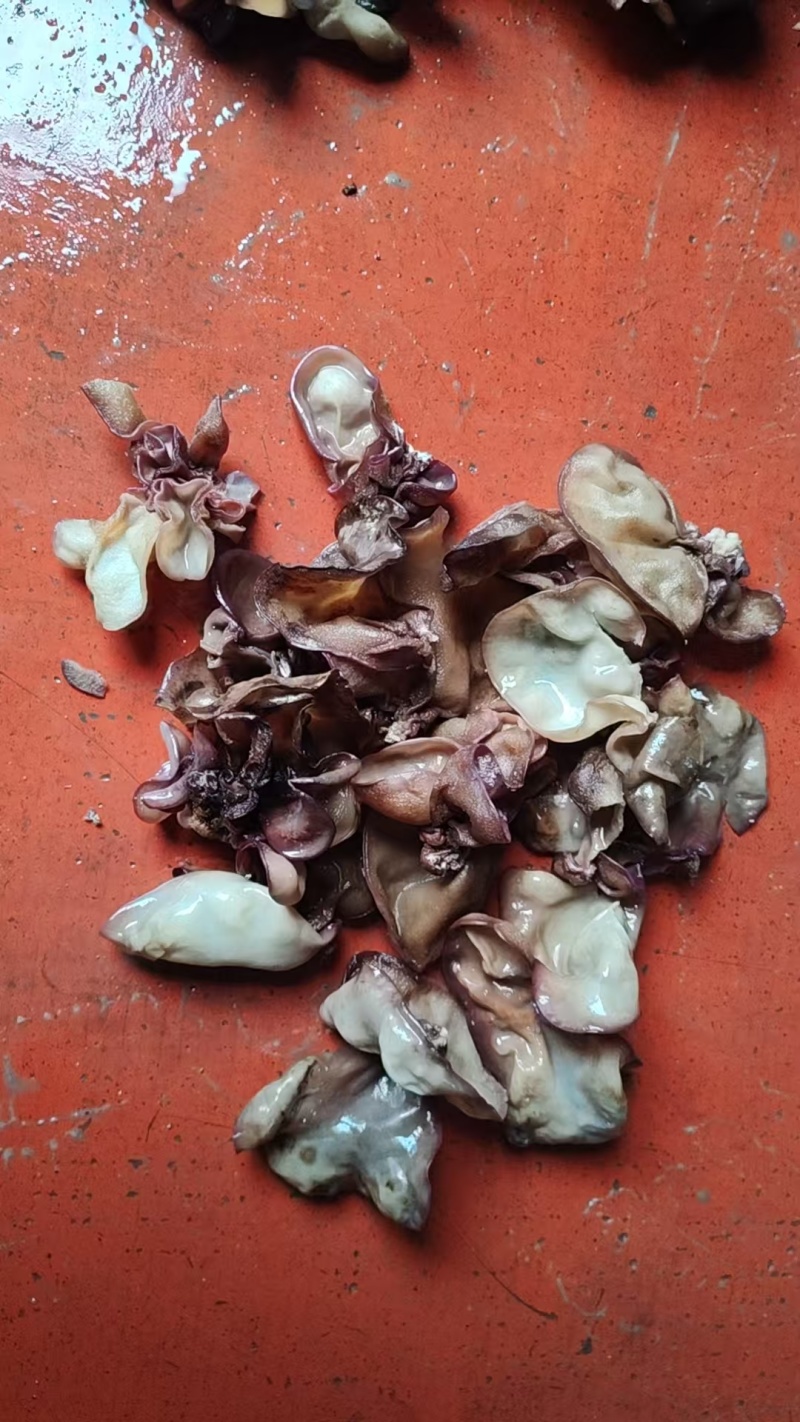 二茬毛木耳丝螺蛳粉火锅干货毛木耳木耳