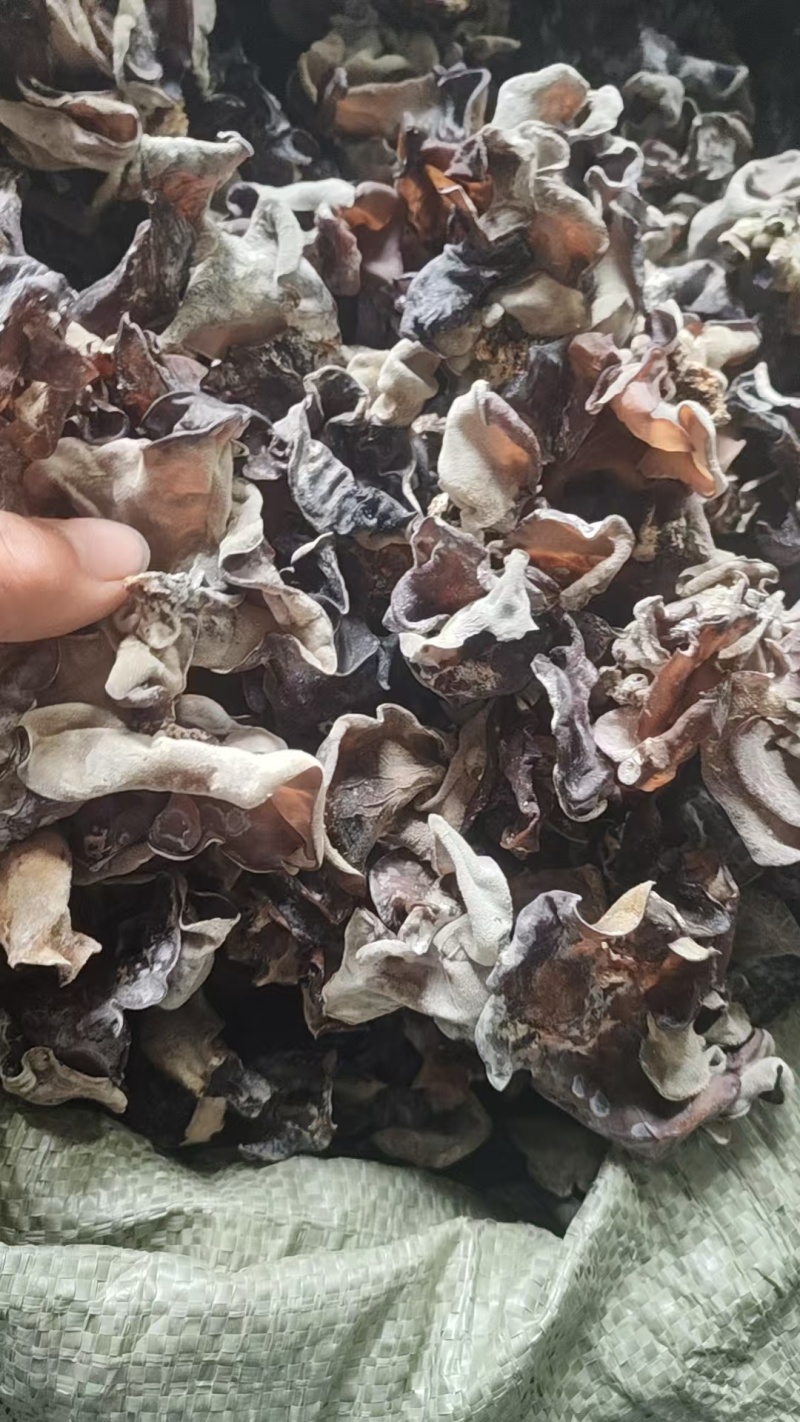 二茬毛木耳丝螺蛳粉火锅干货毛木耳木耳