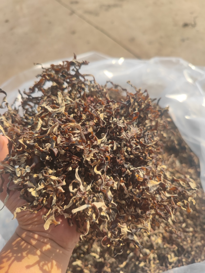 二茬毛木耳丝螺蛳粉火锅干货毛木耳木耳
