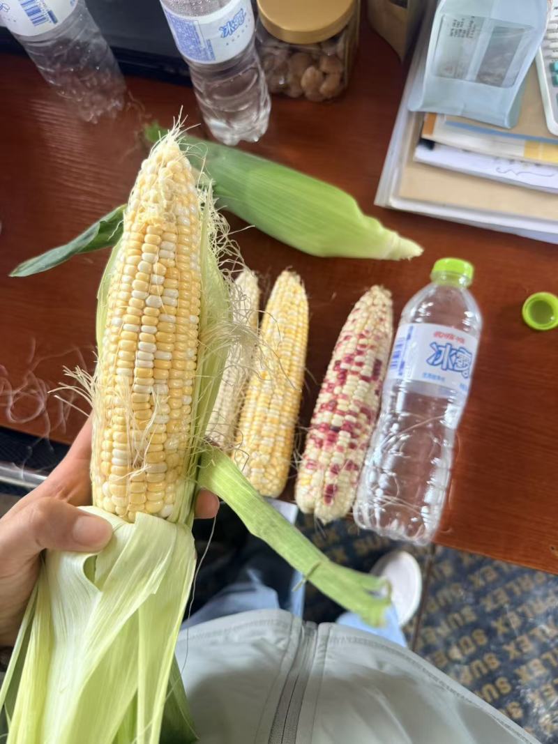 甜糯玉米，白甜糯，黄甜糯，花甜糯都有，非常甜