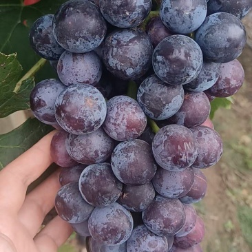 夏黑葡萄成熟，自家葡萄园！