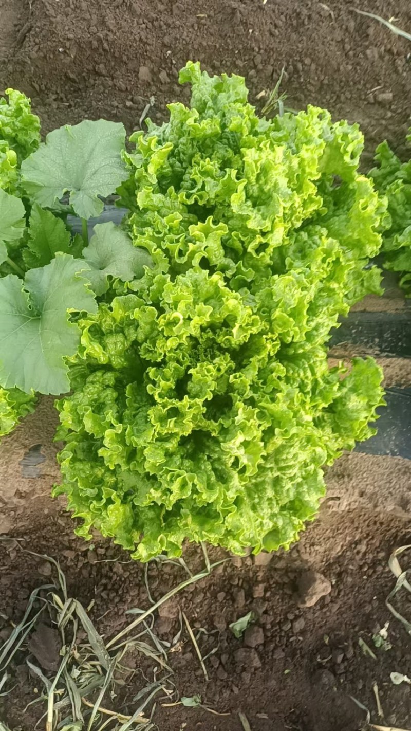 散叶生菜大量供应，地主本人，免中介