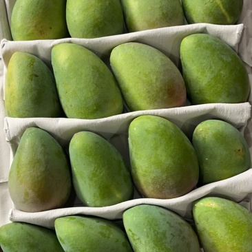 小台芒