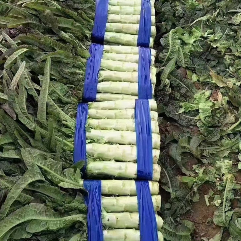精品莴笋，青皮莴笋，品质保证量大从优，河南产地直发