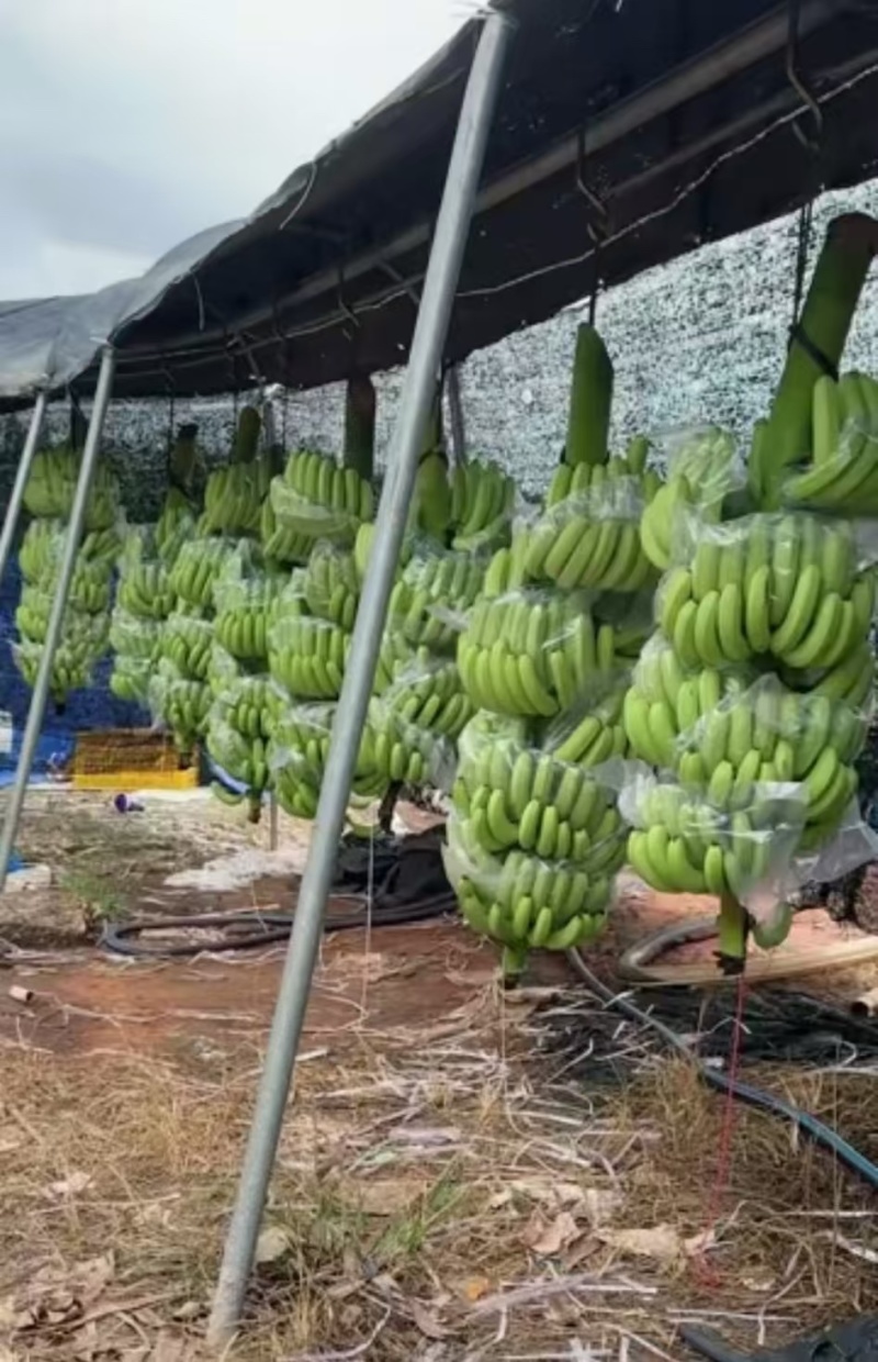 【精品】云南香蕉品种规格齐全对接全国走货欢迎来电洽谈