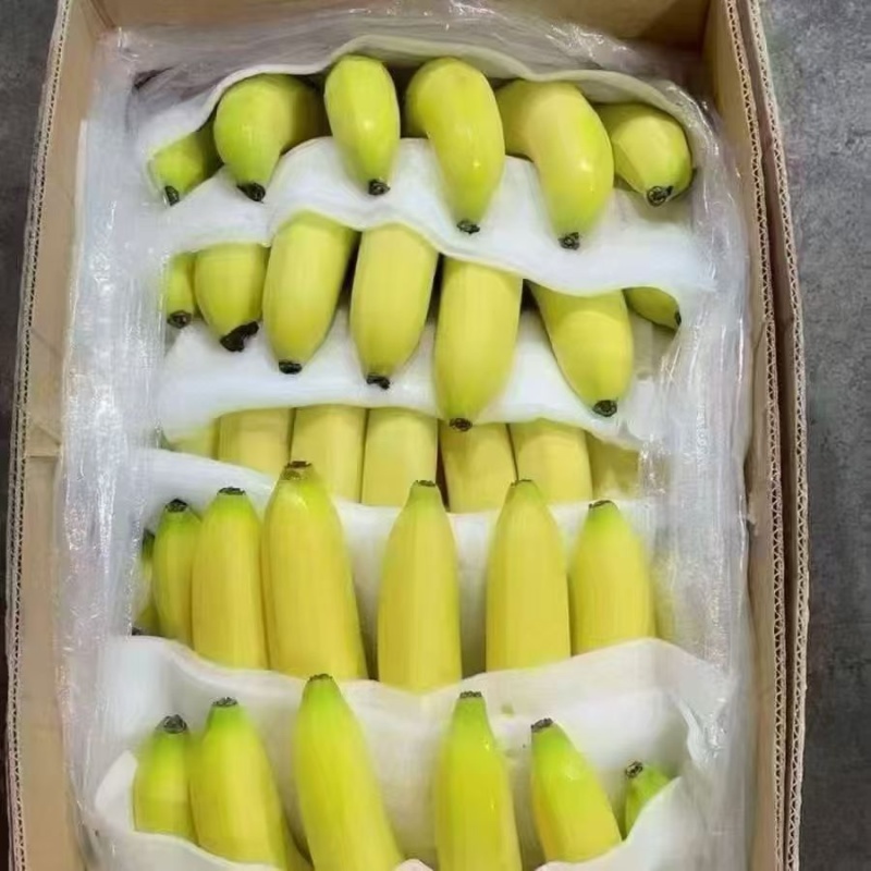 【精品】云南香蕉品种规格齐全对接全国走货欢迎来电洽谈