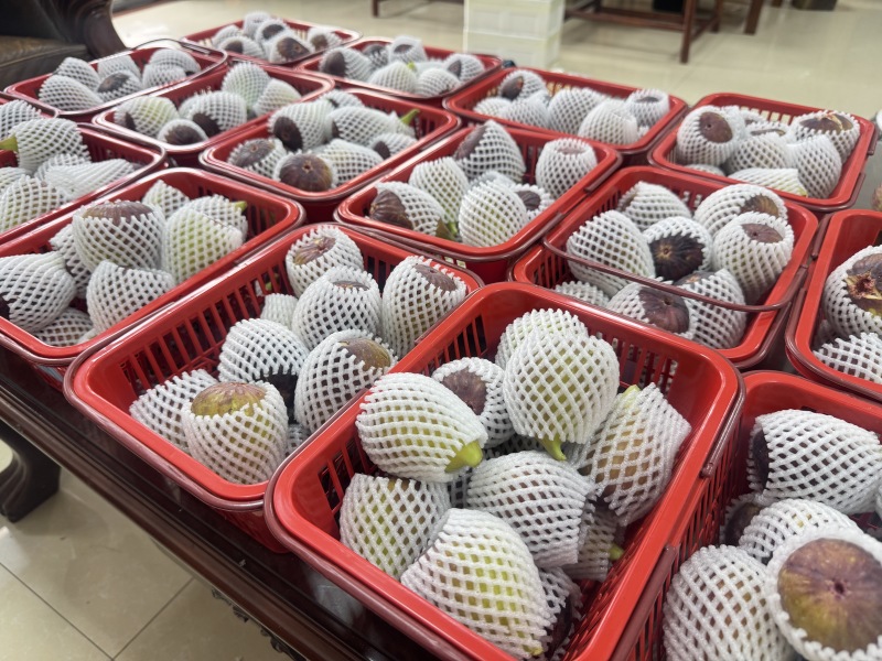 波姬红无花果