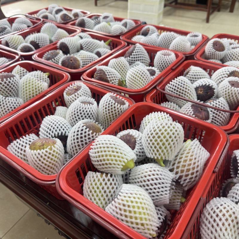 波姬红无花果