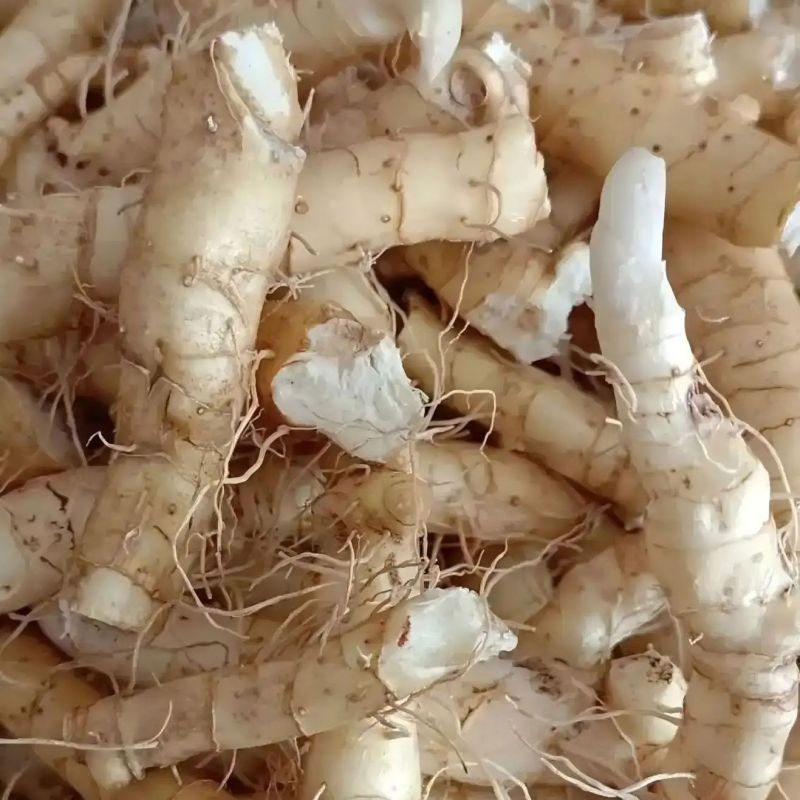 精选湖南玉竹片干货新鲜湘玉竹药食同源煲汤泡水量大优惠新货