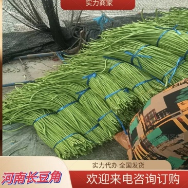 河南长豆角豆角产地直发欢迎来电咨询订购