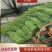 河南长豆角豆角产地直发欢迎来电咨询订购