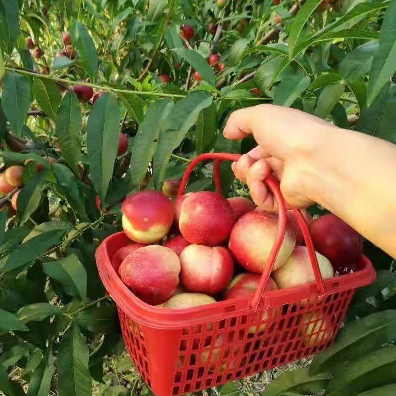 一件代发珍珠枣油桃电商批发商超连锁，全国发货