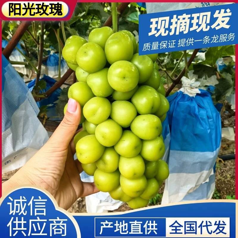 『精选』阳光玫瑰葡萄/湖北葡萄/产地现摘/供商超～批发