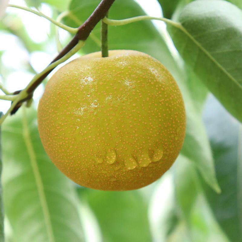 山东冠县丰水梨大量上市，品质保障，价格公道，欢迎采购，