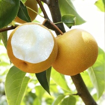 山东冠县丰水梨大量上市，品质保障，价格公道，欢迎采购，