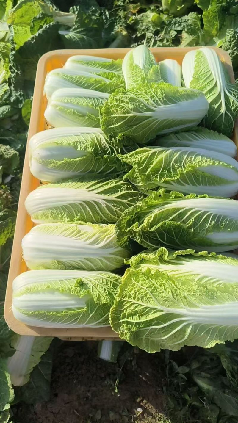 大娃娃菜【陕西娃娃菜】诚信经营，客户至上！支持视频看货