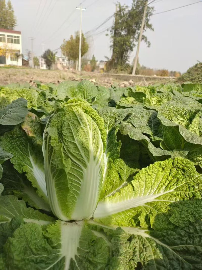 大娃娃菜【陕西娃娃菜】诚信经营，客户至上！支持视频看货