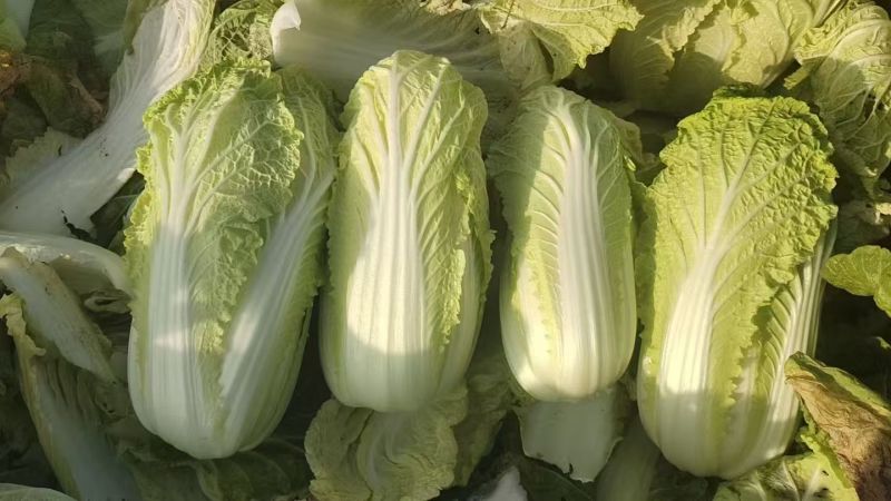 大娃娃菜【陕西娃娃菜】诚信经营，客户至上！支持视频看货
