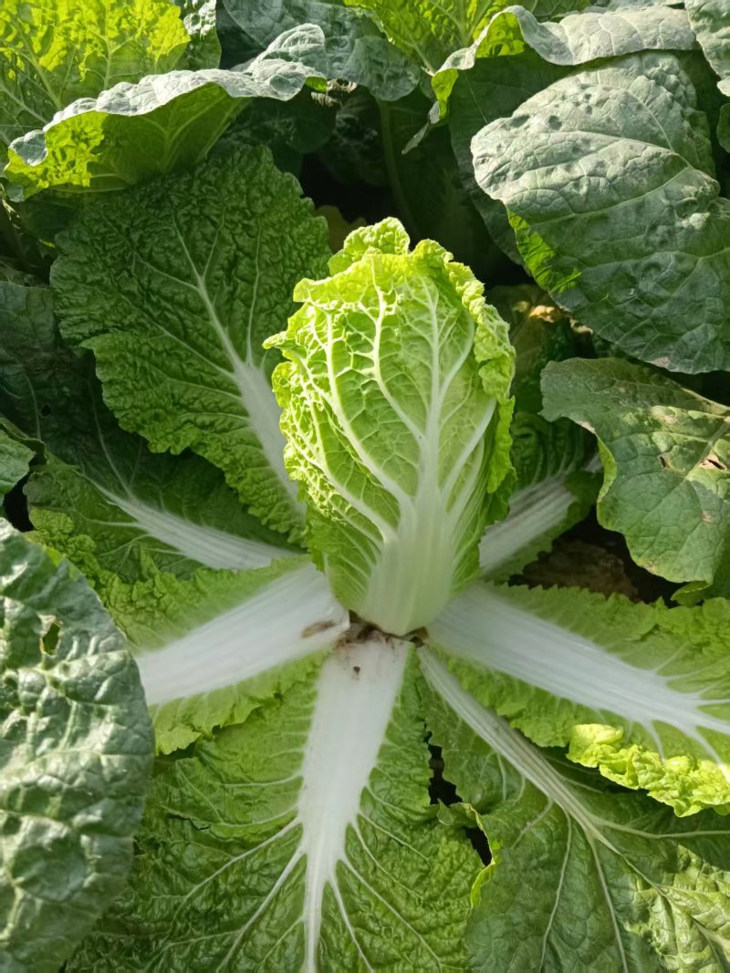 大娃娃菜【陕西娃娃菜】诚信经营，客户至上！支持视频看货