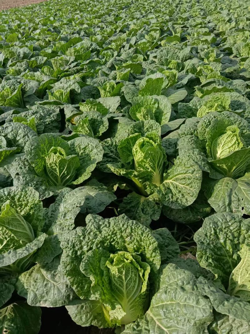大娃娃菜【陕西娃娃菜】诚信经营，客户至上！支持视频看货