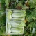 大娃娃菜【陕西娃娃菜】诚信经营，客户至上！支持视频看货