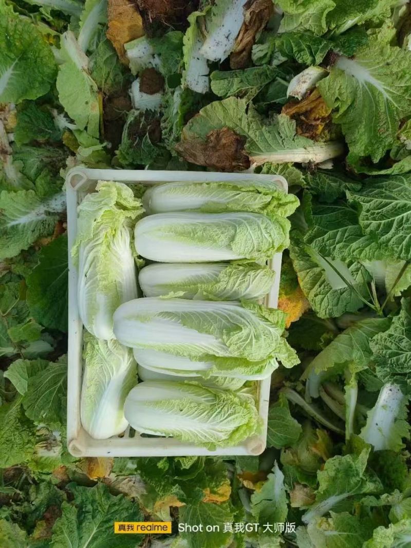 大娃娃菜【陕西娃娃菜】诚信经营，客户至上！支持视频看货
