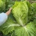大娃娃菜【陕西娃娃菜】诚信经营，客户至上！支持视频看货