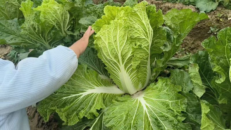 大娃娃菜【陕西娃娃菜】诚信经营，客户至上！支持视频看货