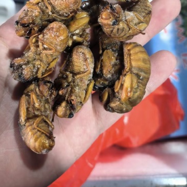活体金蝉，可代收有货也可卖