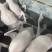 黑棕鹅批发零售