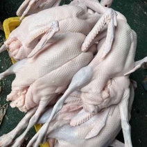 黑棕鹅批发零售