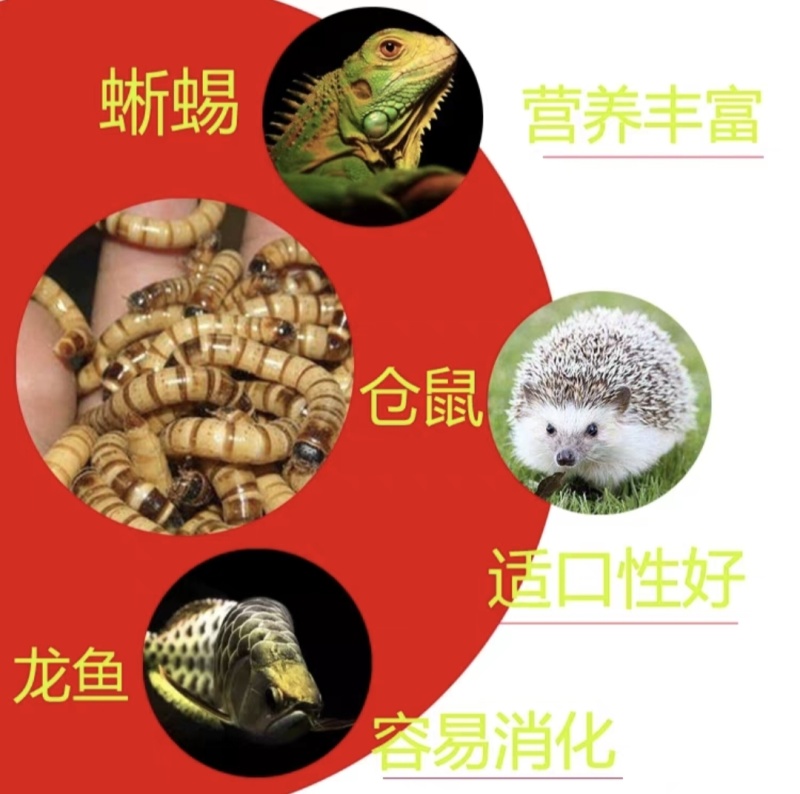北方活体大麦虫，龙鱼、八哥、守宫优质活体饲料