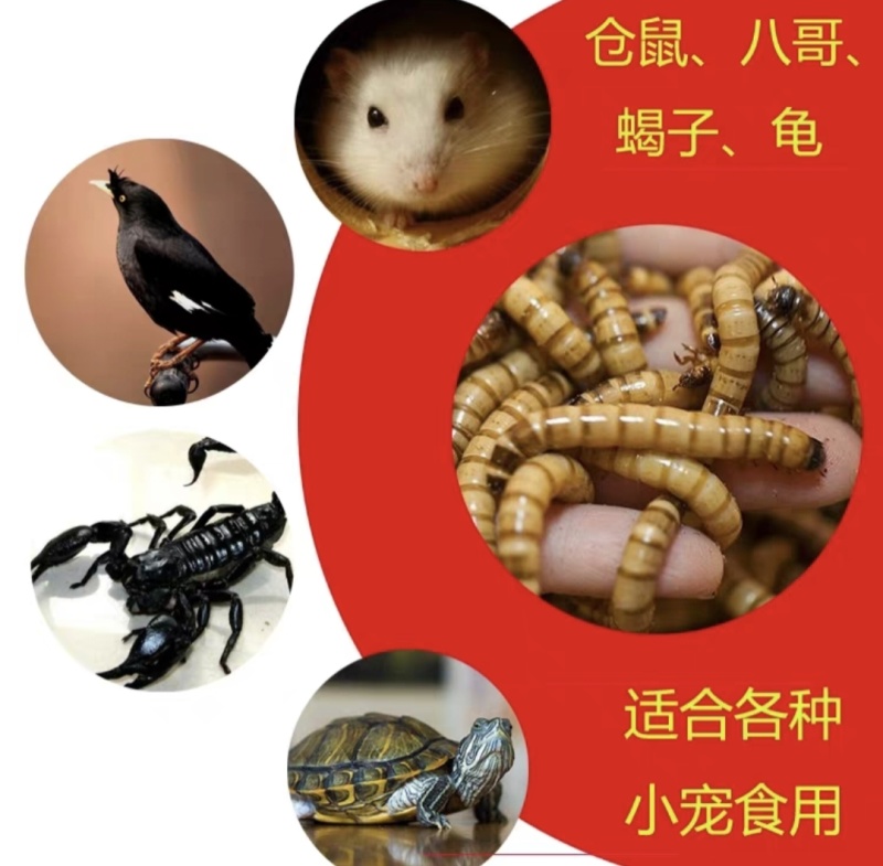 北方活体大麦虫，龙鱼、八哥、守宫优质活体饲料