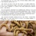 北方活体大麦虫,龙鱼、八哥、守宫优质活体饲料