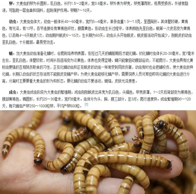 北方活体大麦虫，龙鱼、八哥、守宫优质活体饲料