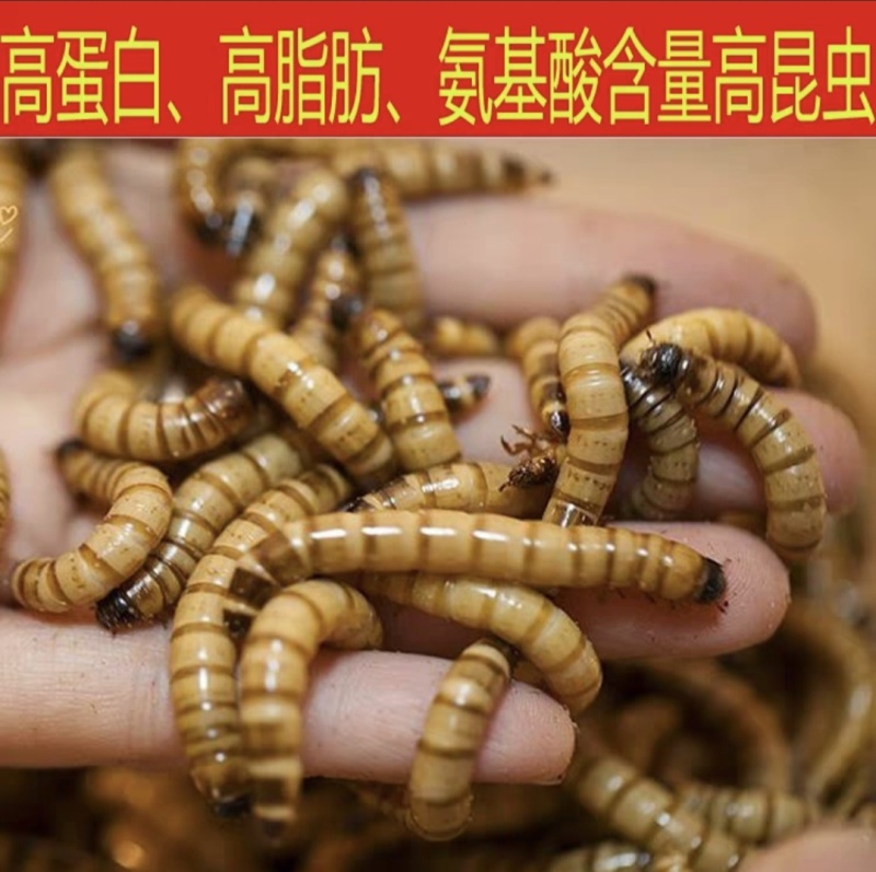 北方活体大麦虫，龙鱼、八哥、守宫优质活体饲料
