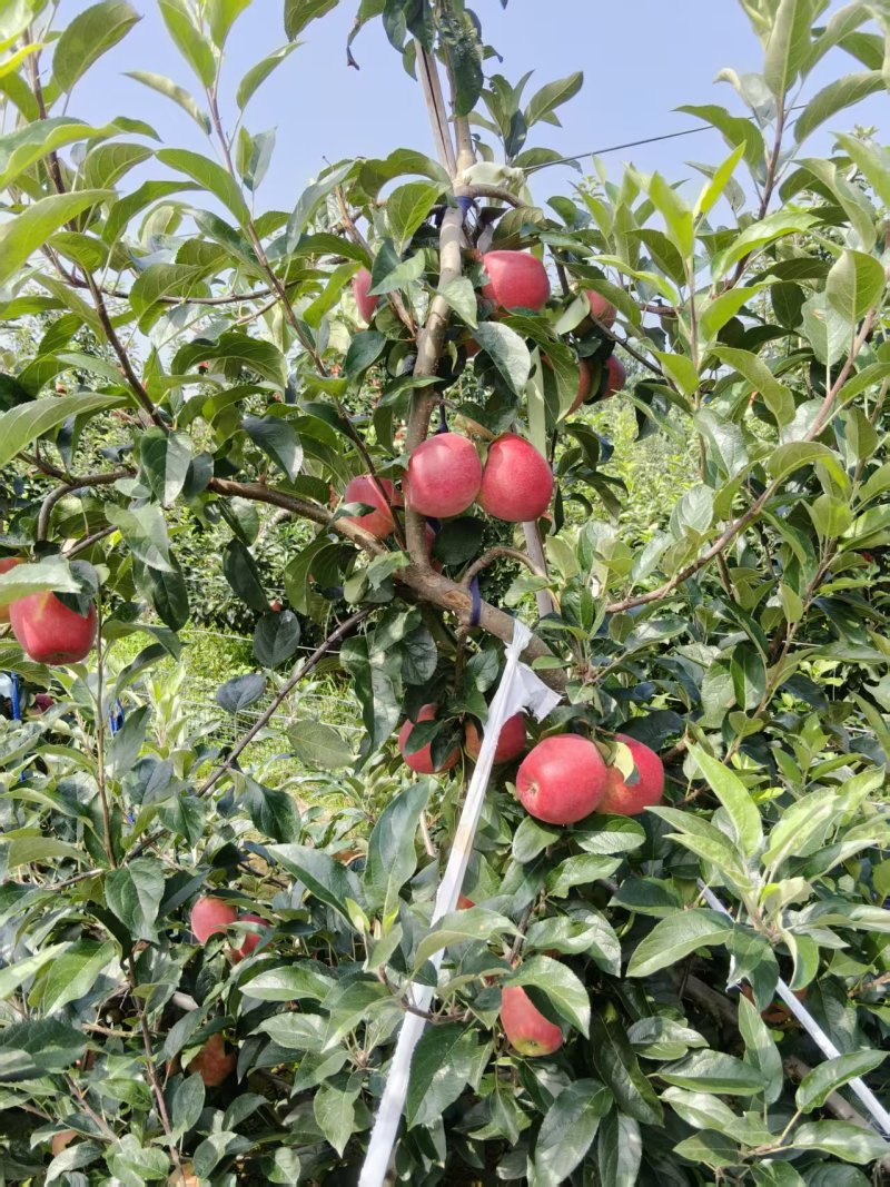 《鲁丽苹果》山东鲁丽苹果/山东苹果/电商团购质量三包