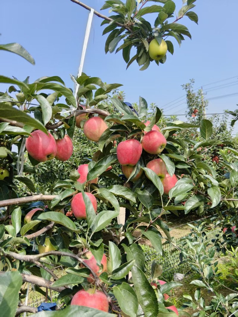 《鲁丽苹果》山东鲁丽苹果/山东苹果/电商团购质量三包