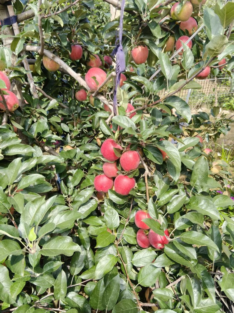 《鲁丽苹果》山东鲁丽苹果/山东苹果/电商团购质量三包