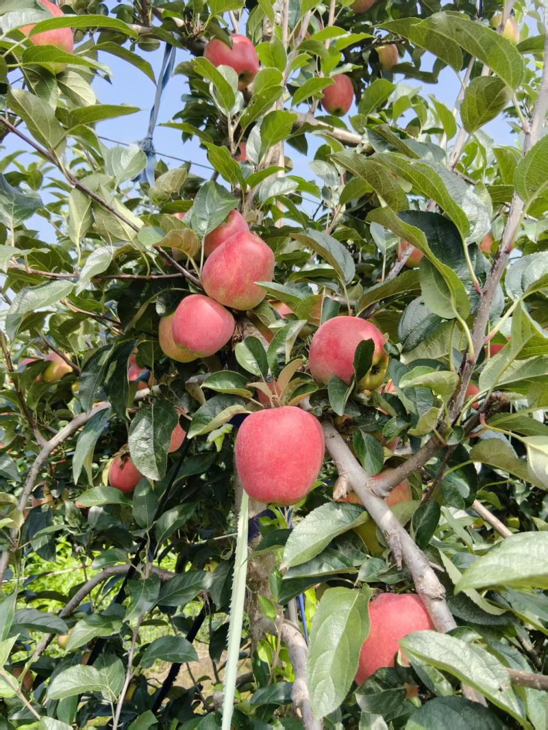 《鲁丽苹果》山东鲁丽苹果/山东苹果/电商团购质量三包