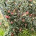 《鲁丽苹果》山东鲁丽苹果/山东苹果/电商团购质量三包