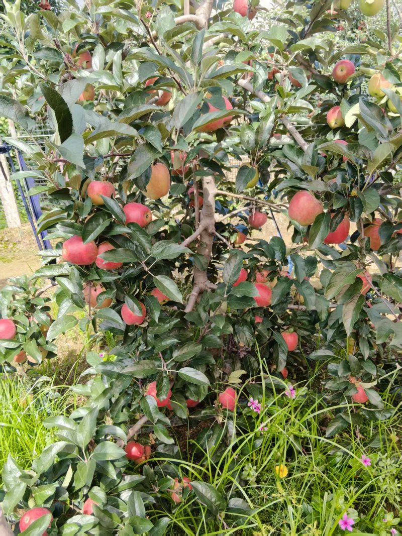 《鲁丽苹果》山东鲁丽苹果/山东苹果/电商团购质量三包
