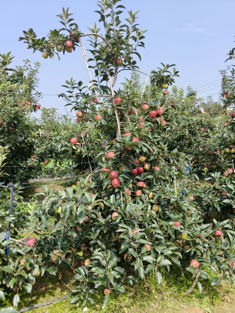 《鲁丽苹果》山东鲁丽苹果/山东苹果/电商团购质量三包