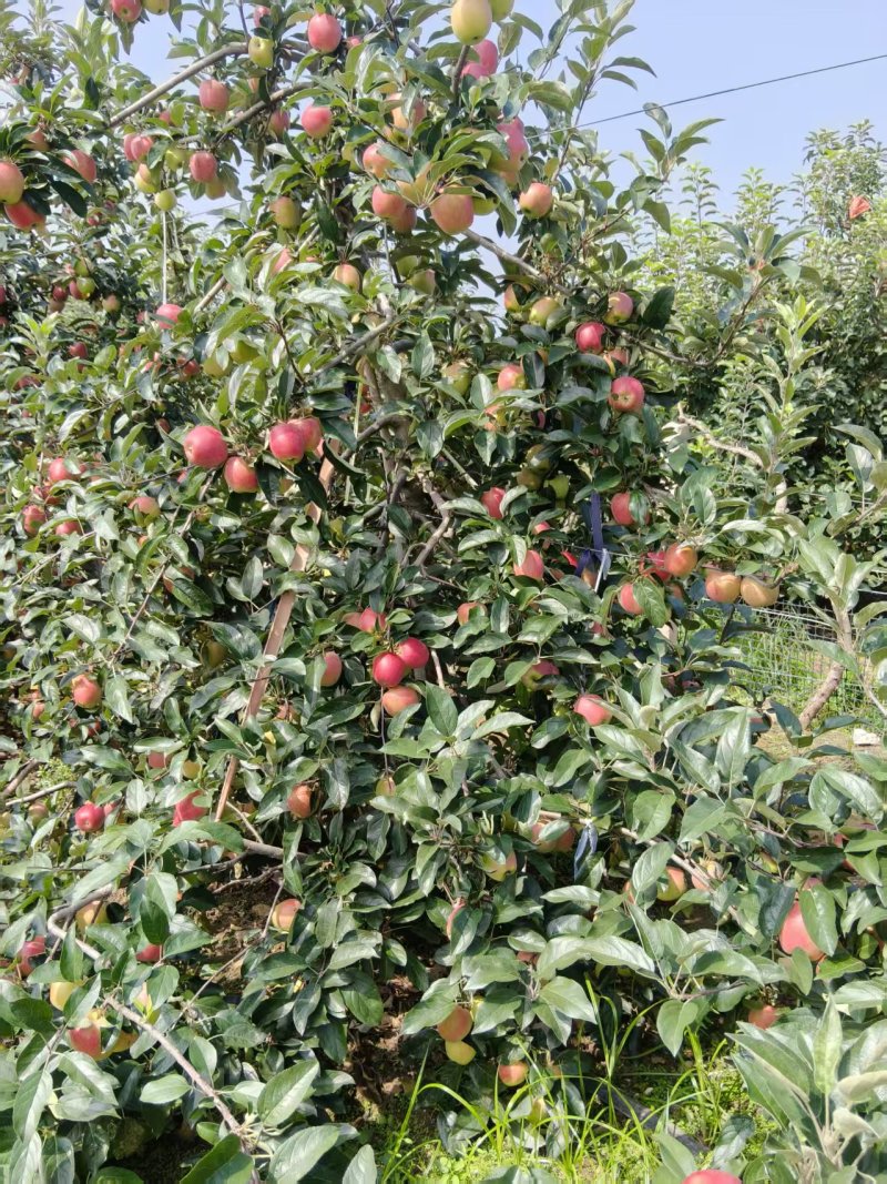 《鲁丽苹果》山东鲁丽苹果/山东苹果/电商团购质量三包