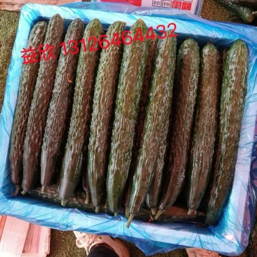 贵州精品密刺黄瓜产地直发可长期供应保质保量