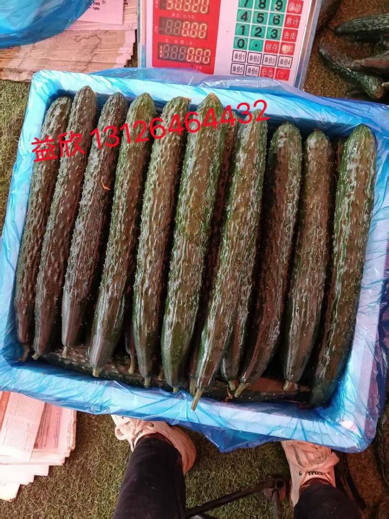 贵州精品密刺黄瓜产地直发可长期供应保质保量