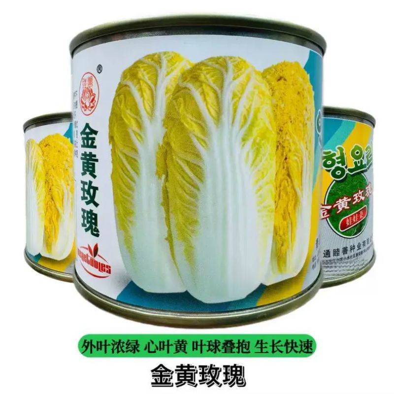 金黄玫瑰娃娃菜种子高产抗病耐热耐寒春秋播韩国引进