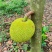 菠萝蜜