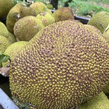 菠萝蜜