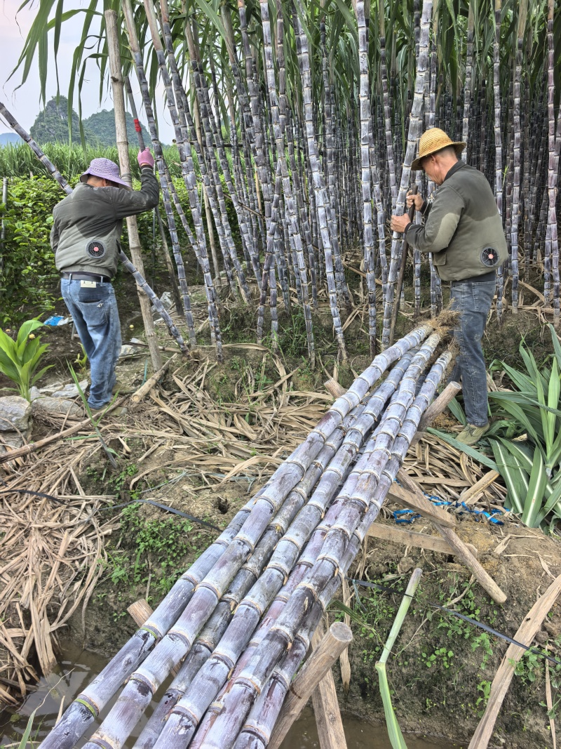黑皮甘蔗.广西甘蔗.甘蔗桂二.免费提供回头车